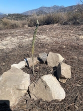 Load image into Gallery viewer, Monday Hike | El Pietro Canyon Loop | Meadows | 4 Miles Round Trip