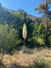 Load image into Gallery viewer, Friday Hike | Gould Mesa Paul Little Waterfall | 7.9 Miles