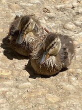 Load image into Gallery viewer, Friday Hike | Gould Mesa Paul Little Waterfall | 7.9 Miles