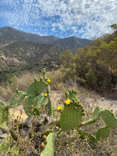 Load image into Gallery viewer, Monday Hike | El Pietro Canyon Loop | Meadows | 4 Miles Round Trip
