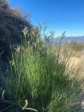 Load image into Gallery viewer, Wednesday Hike | Brown Mountain Meadows | 5.5 Miles