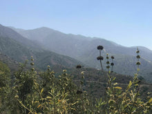 Load image into Gallery viewer, Wednesday Hike | Brown Mountain Meadows | 5.5 Miles